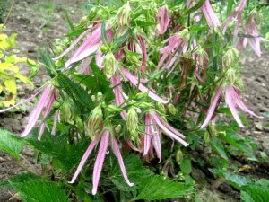 Dzwonek 'Pink Octopus' (Campanula takesimana 'Pink Octopus')